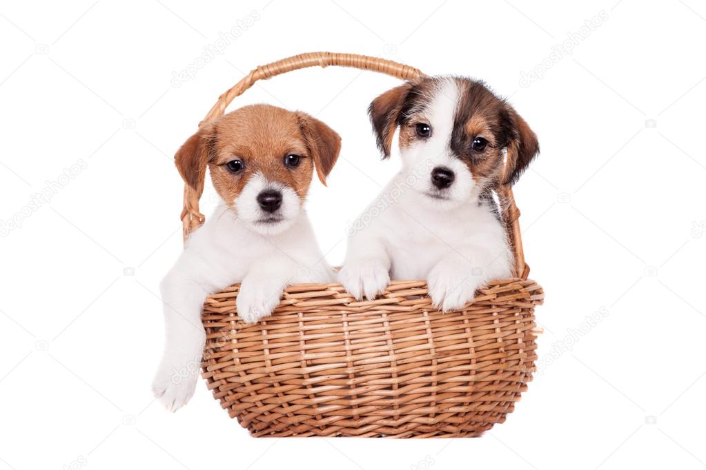 Two Jack Russell puppies (1,5 month old) on white