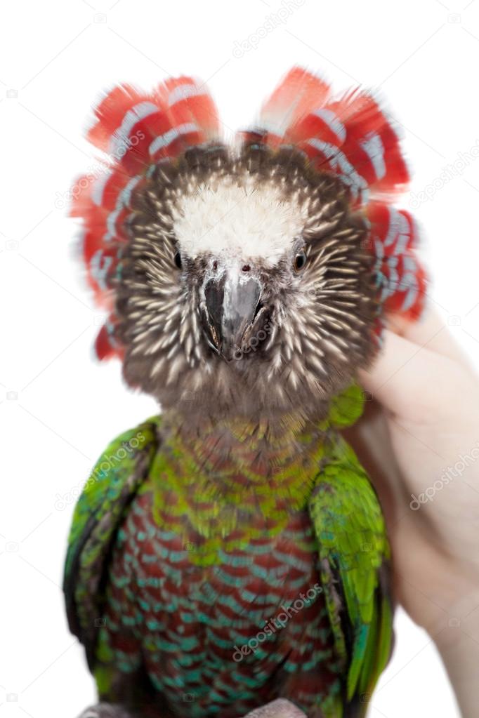 Hawk-headed Parrot (Deroptyus accipitrinus)