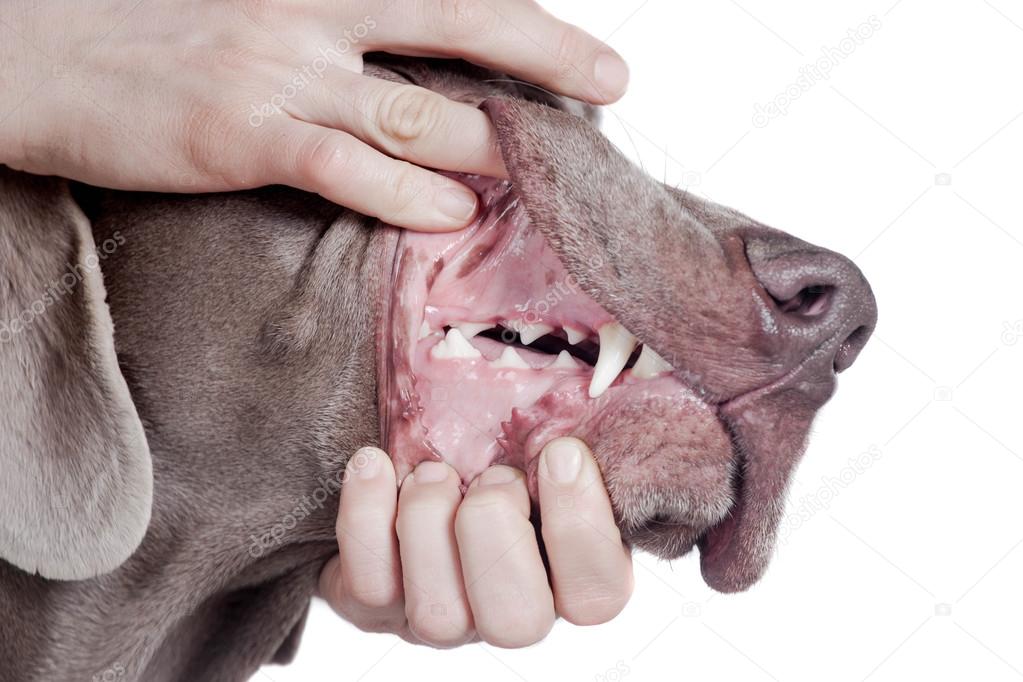 Inspecting dog teeth on white background.