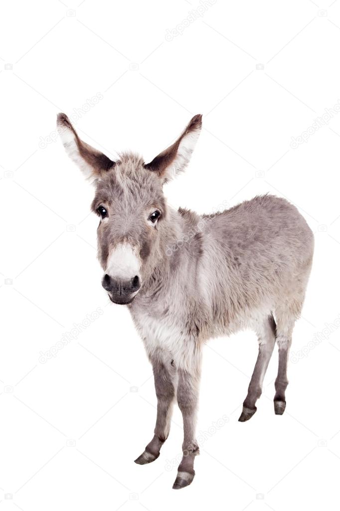Donkey on white