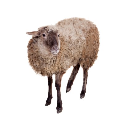 schapen op de witte