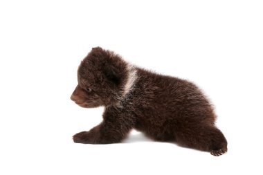 boz ayı yavrusu (ursus arctos), beyaz