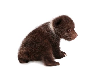 boz ayı yavrusu (ursus arctos), beyaz