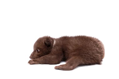 boz ayı yavrusu (ursus arctos), beyaz