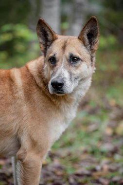 karışık cins köpek sonbahar orman