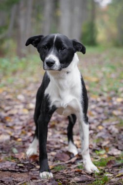 karışık cins köpek sonbahar orman