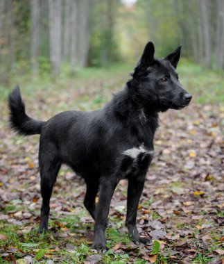 karışık cins köpek sonbahar orman