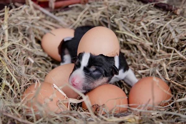 Новорожденный щенок басэндзи в гнезде — стоковое фото