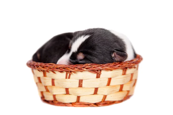 Cachorrinho recém-nascido basenji (3 dias) em branco — Fotografia de Stock