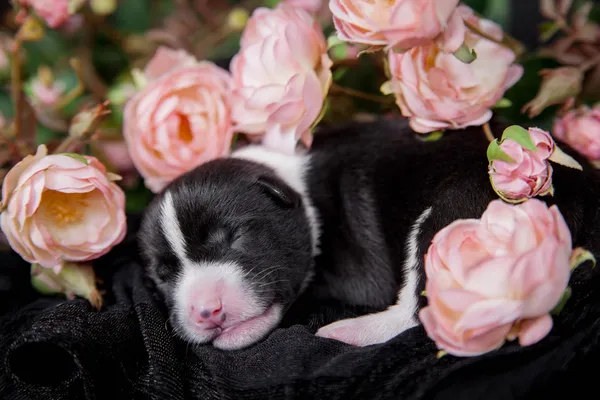 Cãozinho basenji recém-nascido (3 dias) em preto — Fotografia de Stock