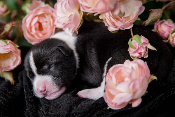 Newborn basenji puppy (3 days) on black — Stock Photo, Image