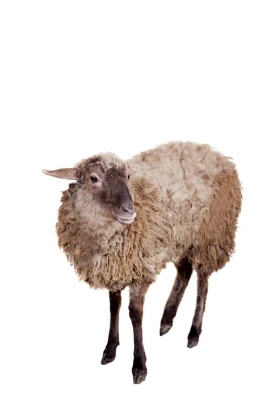 Sheep on the white — Stock Photo, Image