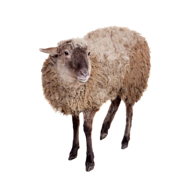 Schapen op de witte — Stockfoto