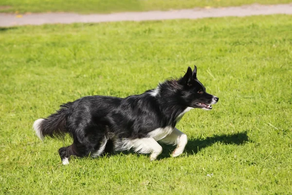 运行只边境牧羊犬 — 图库照片