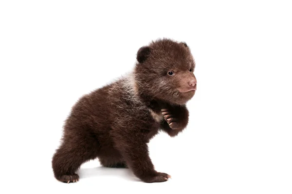 boz ayı yavrusu (ursus arctos), beyaz