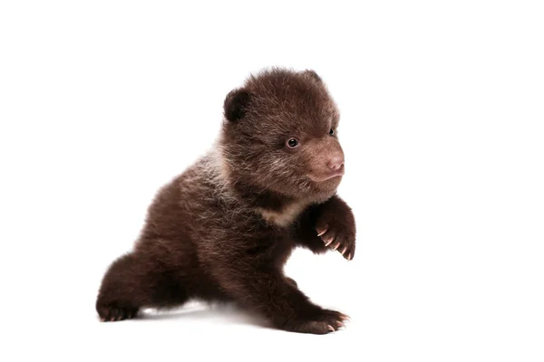 boz ayı yavrusu (ursus arctos), beyaz