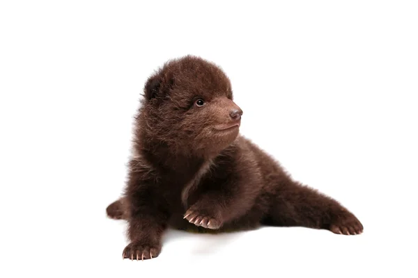 Brown Bear cub (Ursus arctos), on white — Stock Photo, Image