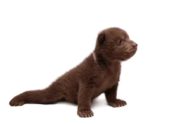 Cucciolo di orso bruno (Ursus arctos), bianco — Foto Stock