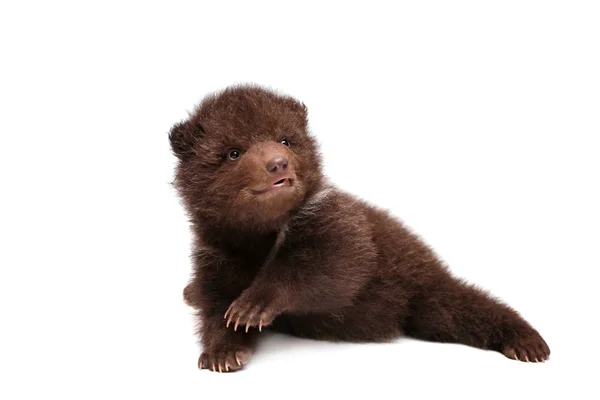 Cucciolo di orso bruno (Ursus arctos), bianco — Foto Stock