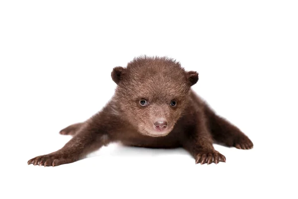 Barna medve cub (ursus arctos), fehér — Stock Fotó