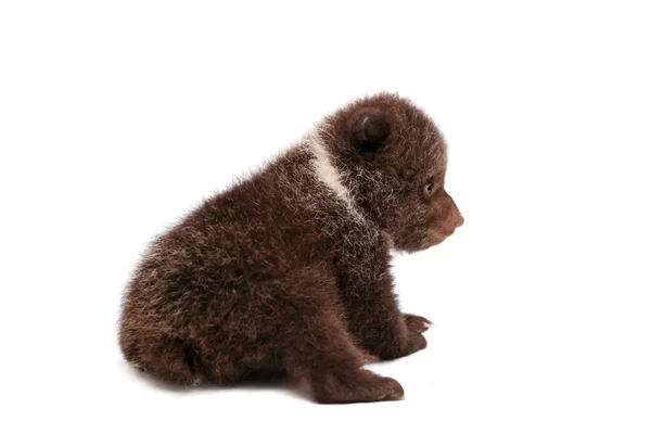 Cachorro de oso marrón (Ursus arctos), sobre blanco — Foto de Stock