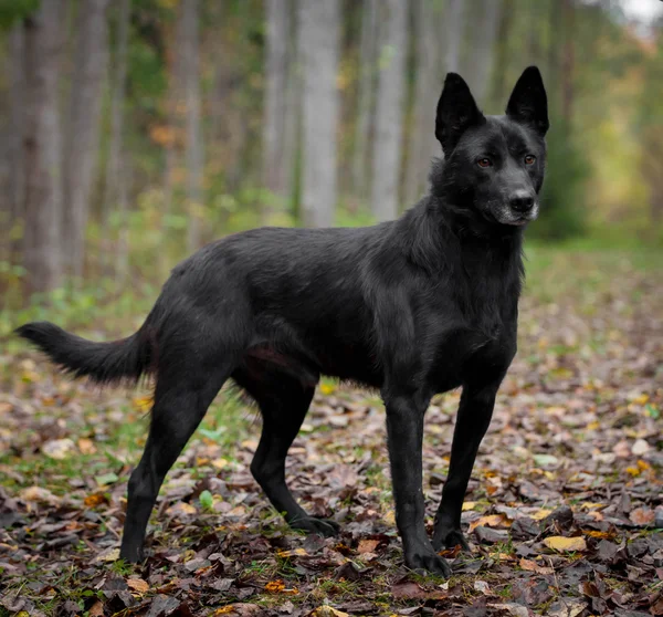 Mixed breed dog in the autumn forest — Stock Photo, Image