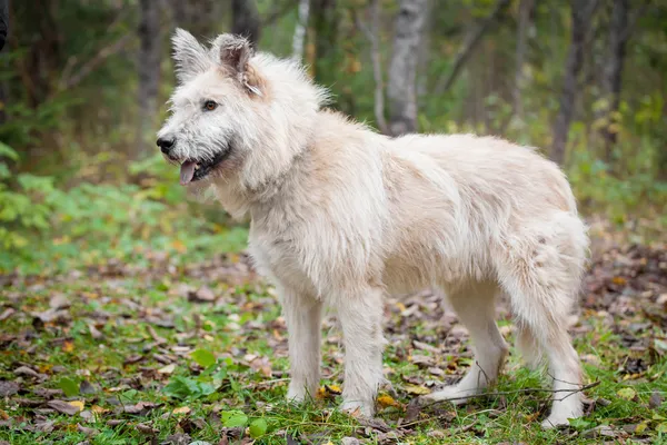Perro de raza mixta en el bosque de otoño — Foto de Stock