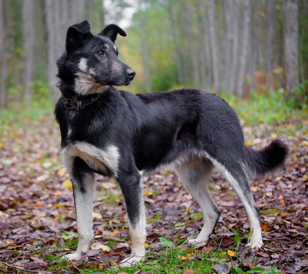 Cão misto na floresta de outono — Fotografia de Stock