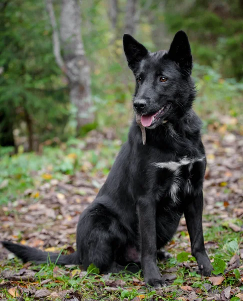 Mixed breed dog in the autumn forest — Stock Photo, Image