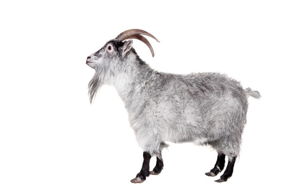 Goat Isolated On White