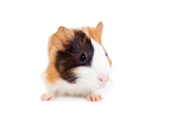 Guinea pig baby — Stock Photo, Image