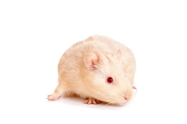 Guinea pig on a white — Stock Photo, Image