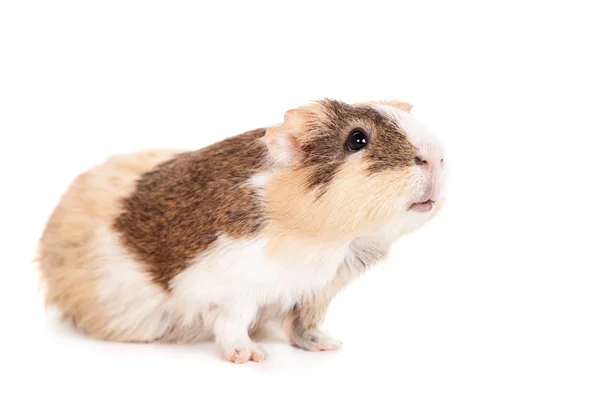 Guinea pig on a white — Stock Photo, Image