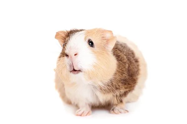 Guinea pig on a white — Stock Photo, Image