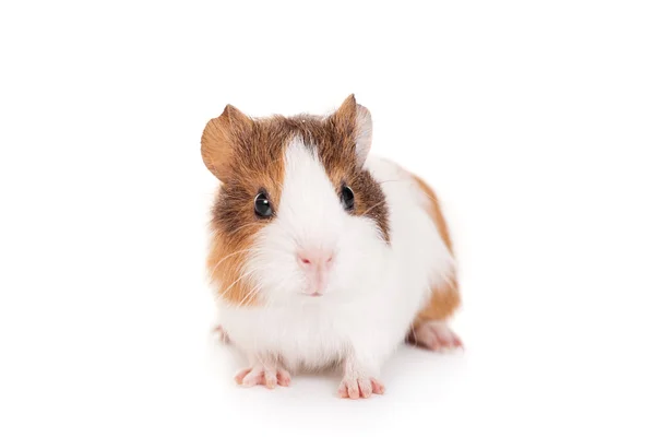 Guinea pig baby — Stock Photo, Image