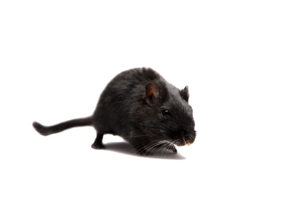 Beyaz üstüne siyah bir fare — Stok fotoğraf