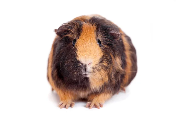 Guinea pig on a white — Stock Photo, Image