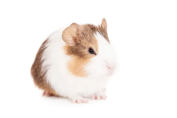 Guinea pig baby — Stock Photo, Image