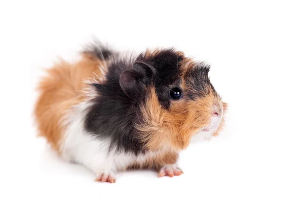 Guinea pig on a white — Stock Photo, Image