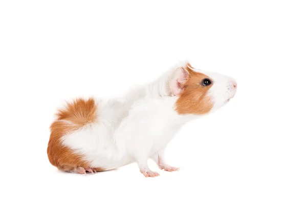 Guinea pig on a white — Stock Photo, Image