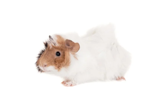 Guinea pig on a white — Stock Photo, Image