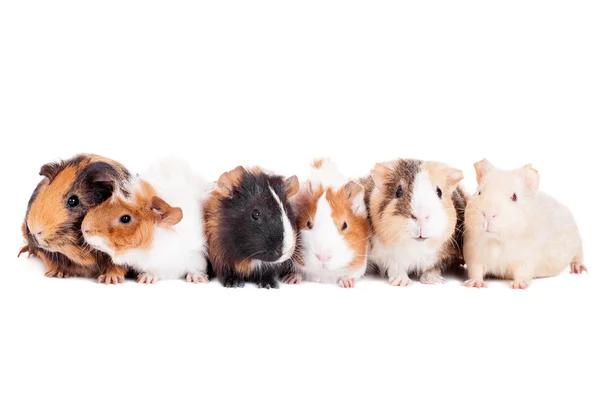 Group of 6 guinea pigs — Stock Photo, Image