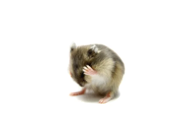 Djungarian Hamster, Phodopus sungorus, baby — Stockfoto