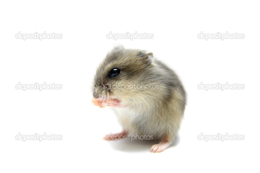 Djungarian Hamster, Phodopus sungorus, baby
