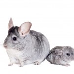 stock-photo-chinchilla-with-babies-on-white