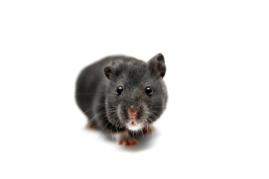 Altın hamster üzerinde beyaz izole