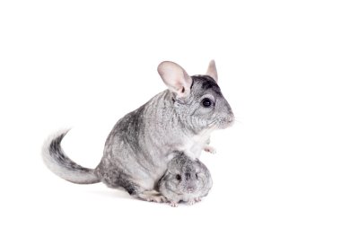 Chinchilla beyaz bebekler ile