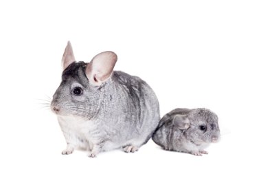 Chinchilla beyaz bebekler ile