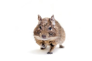 degu veya beyaz üzerine fırça kuyruklu fare