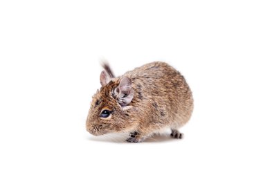 degu veya beyaz üzerine fırça kuyruklu fare